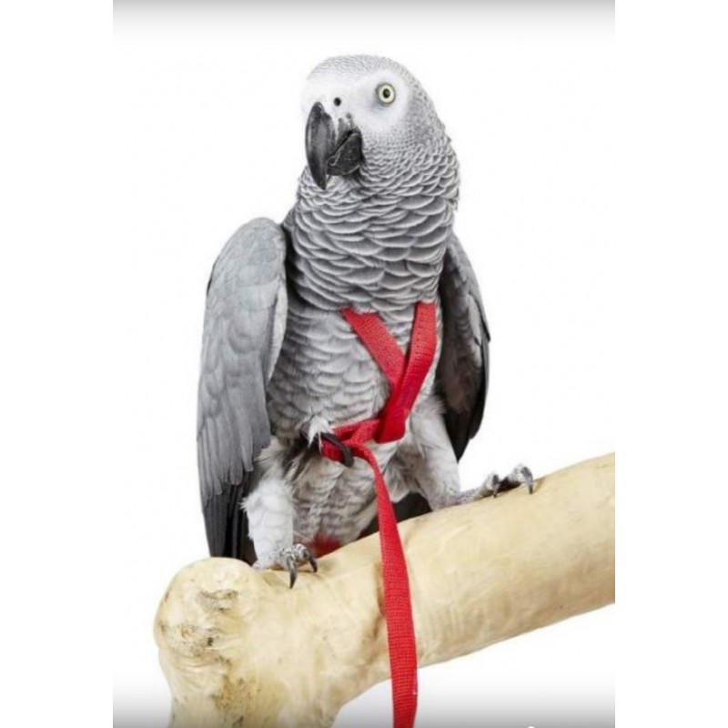 Papegøje Adventure Sele - Fuglelegetøj
