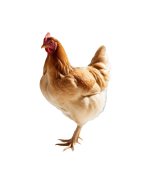 Høns